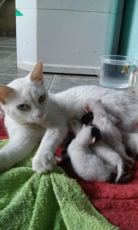 Gato raça indefinida  idade 1 ano nome branquinha 