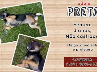 Cachorro raça SRD idade 3 anos nome Preta
