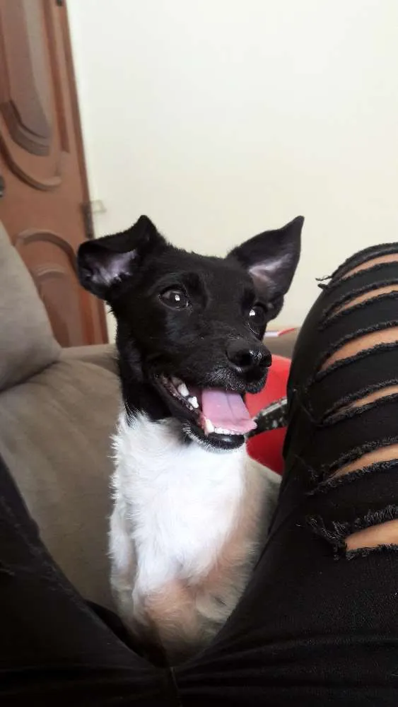 Cachorro raça Sem raça definida  idade 2 a 6 meses nome Alane