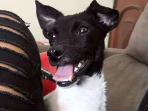 Cachorro raça Sem raça definida  idade 2 a 6 meses nome Alane
