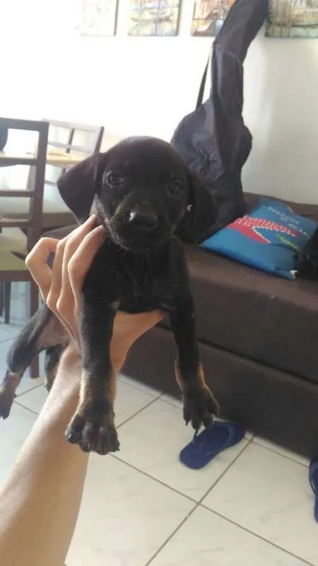 Cachorro raça SRD idade Abaixo de 2 meses nome Pretinha