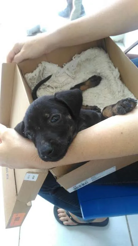 Cachorro raça SRD idade Abaixo de 2 meses nome Pretinha