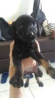Pretinha