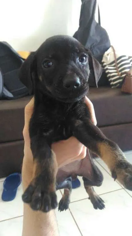 Cachorro raça SRD idade Abaixo de 2 meses nome Pretinha
