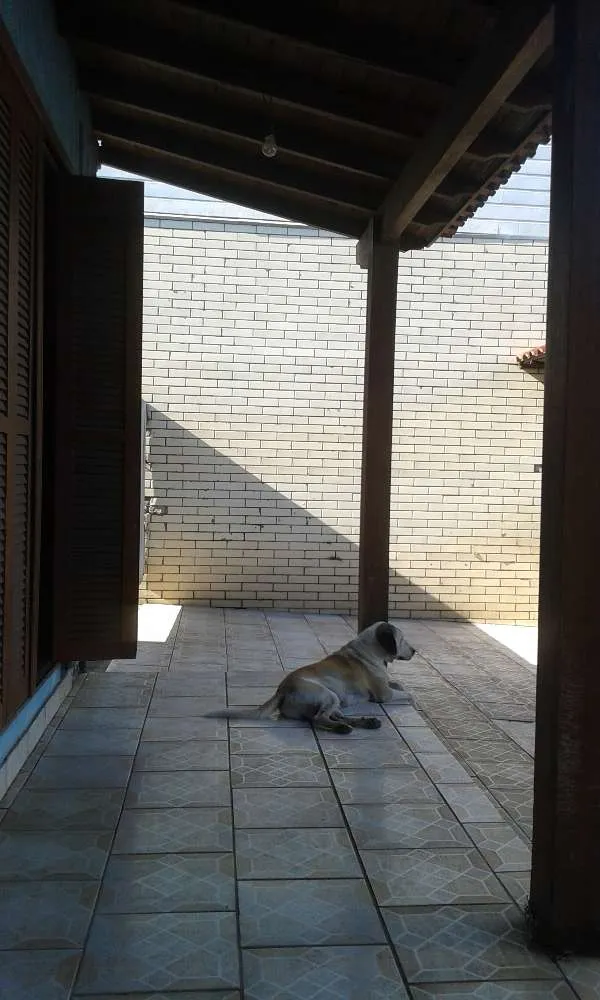 Cachorro ra a Labrador com  fila idade 3 anos nome Max