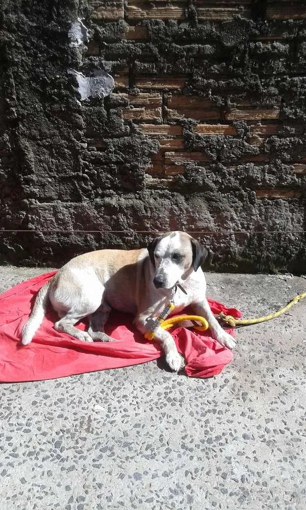 Cachorro ra a Labrador com  fila idade 3 anos nome Max