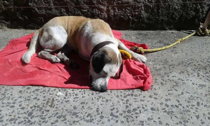 Cachorro ra a Labrador com  fila idade 3 anos nome Max