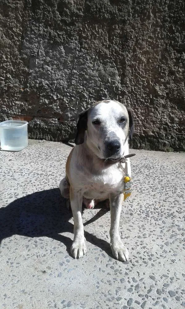 Cachorro ra a Labrador com  fila idade 3 anos nome Max