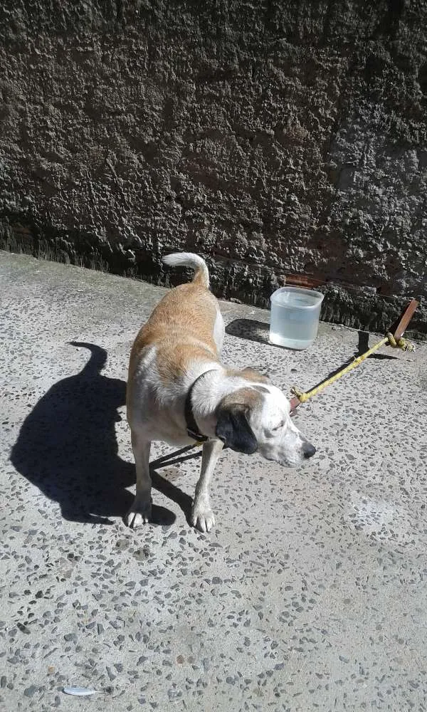 Cachorro ra a Labrador com  fila idade 3 anos nome Max