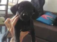 Pretinha