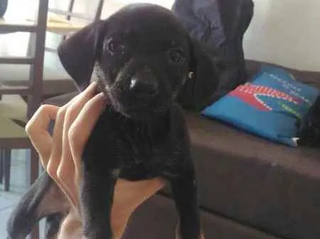 Cachorro raça SRD idade Abaixo de 2 meses nome Pretinha