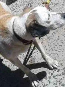 Cachorro ra a Labrador com  fila idade 3 anos nome Max