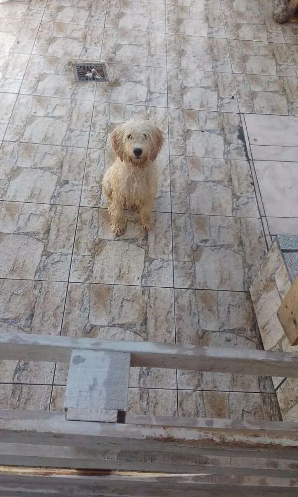 Cachorro ra a Poodle idade 1 ano nome Fera