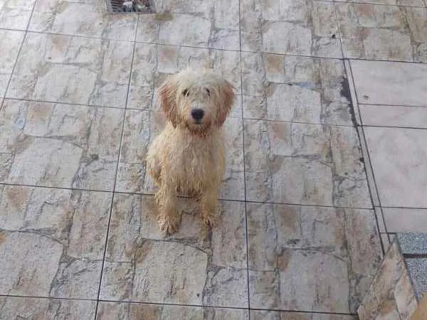 Cachorro ra a Poodle idade 1 ano nome Fera