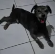 meeck