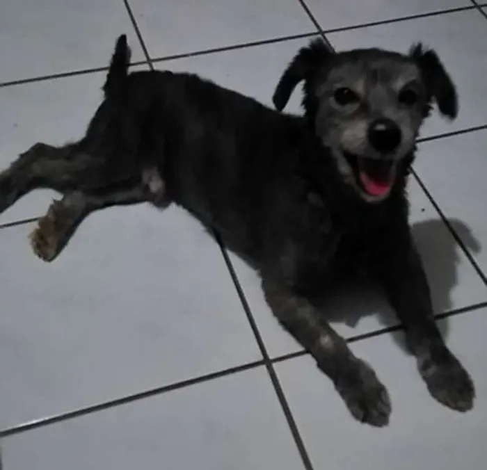 Cachorro ra a vira-lata idade 6 ou mais anos nome meeck