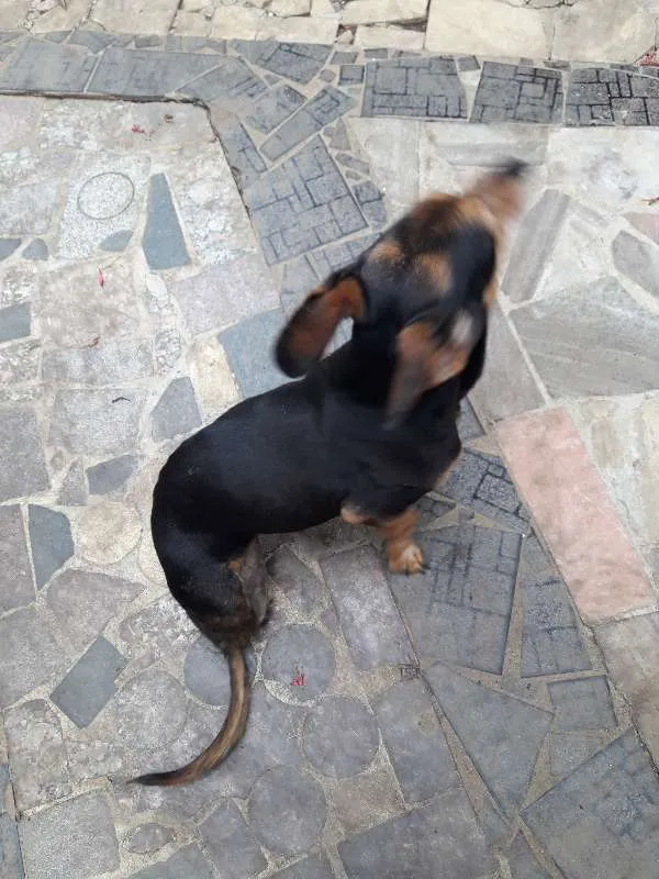 Cachorro ra a Indefinida idade 6 ou mais anos nome Flor