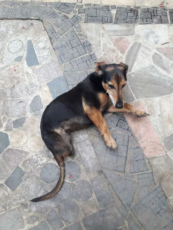 Cachorro ra a Indefinida idade 6 ou mais anos nome Flor