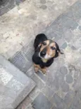 Flor