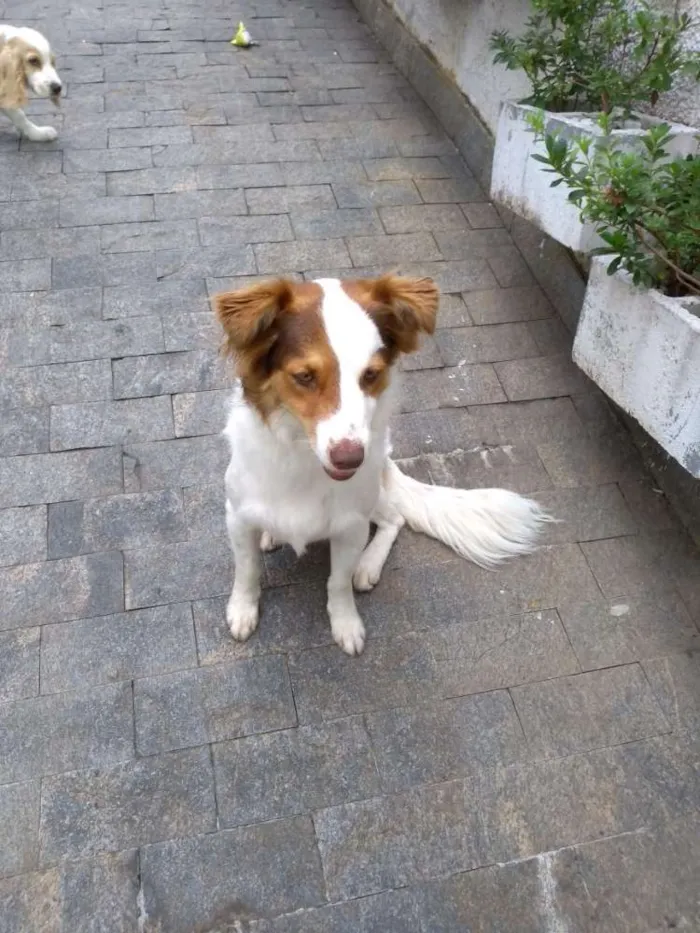 Cachorro ra a Vira lata idade 1 ano nome Branquinha