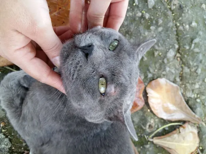 Gato ra a Chartreux idade  nome Ainda nao tem nome 