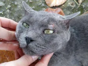 Gato raça Chartreux idade  nome Ainda nao tem nome 