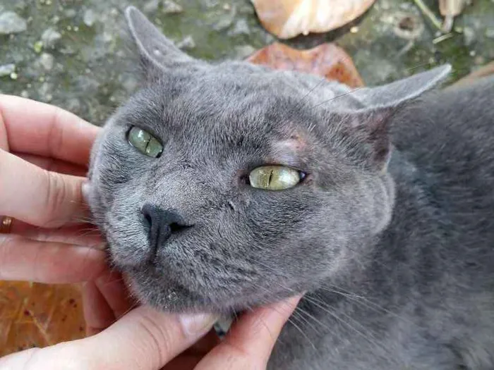 Gato ra a Chartreux idade  nome Ainda nao tem nome 