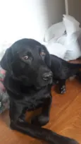 Téo( Labrador)