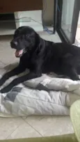 Téo( Labrador)