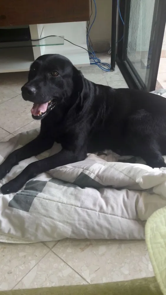 Cachorro ra a Labrador idade 2 anos nome Téo( Labrador)