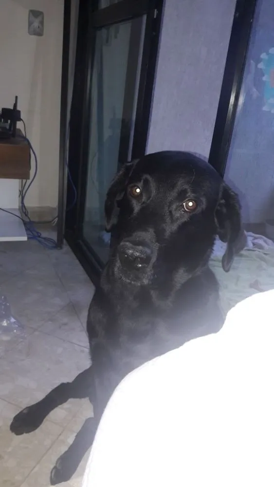 Cachorro ra a Labrador idade 2 anos nome Téo( Labrador)