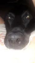 Téo( Labrador)