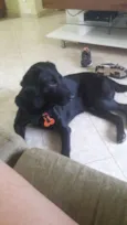 Téo( Labrador)