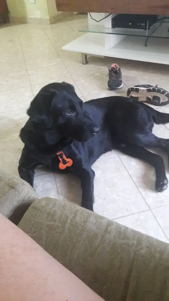 Cachorro ra a Labrador idade 2 anos nome Téo( Labrador)