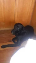Téo( Labrador)