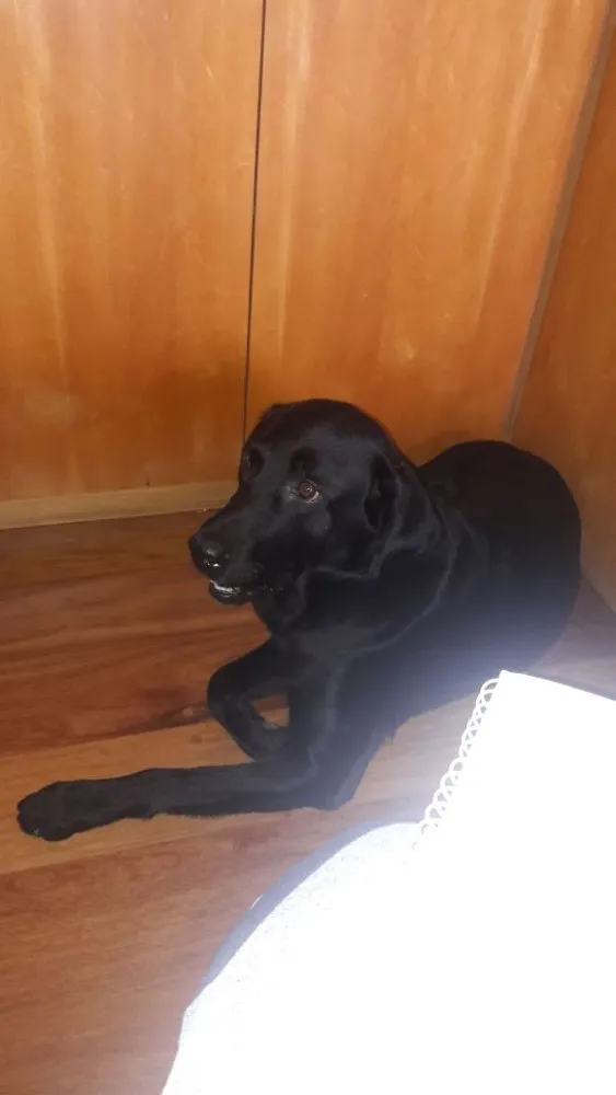 Cachorro ra a Labrador idade 2 anos nome Téo( Labrador)