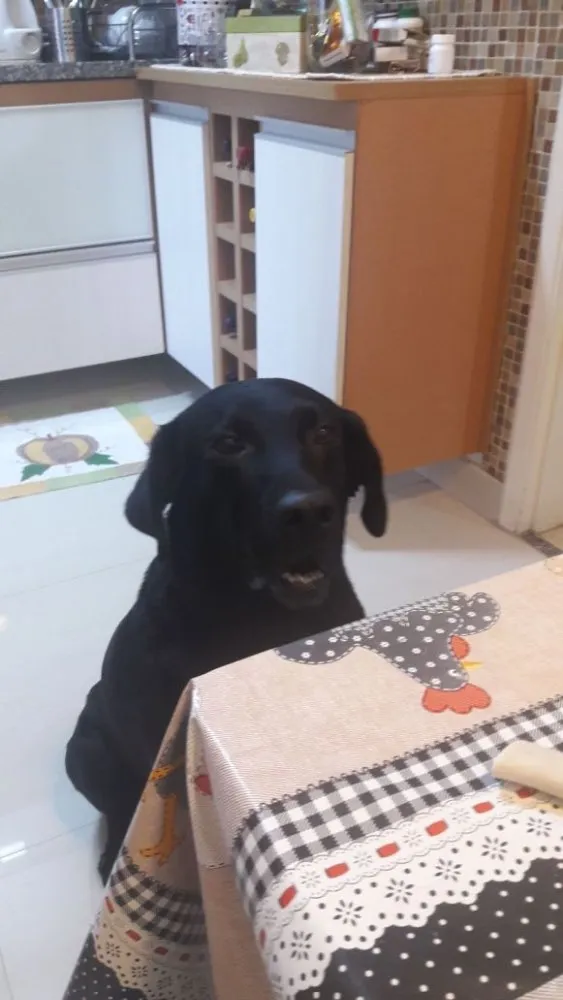Cachorro ra a Labrador idade 2 anos nome Téo( Labrador)