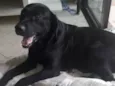 Téo( Labrador)