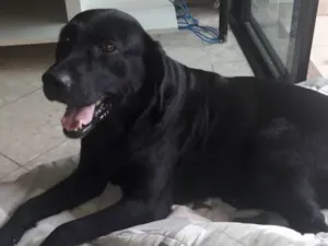 Cachorro raça Labrador idade 2 anos nome Téo( Labrador)