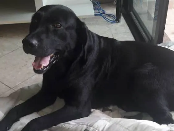 Cachorro ra a Labrador idade 2 anos nome Téo( Labrador)
