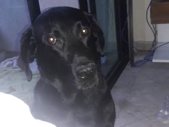 Cachorro ra a Labrador idade 2 anos nome Téo( Labrador)