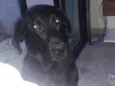 Téo( Labrador)