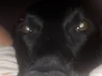 Téo( Labrador)