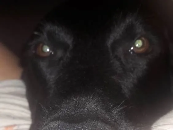 Cachorro ra a Labrador idade 2 anos nome Téo( Labrador)