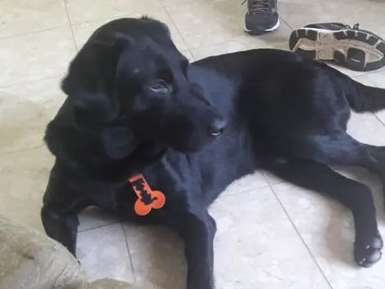 Cachorro ra a Labrador idade 2 anos nome Téo( Labrador)