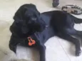 Téo( Labrador)
