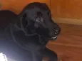 Téo( Labrador)