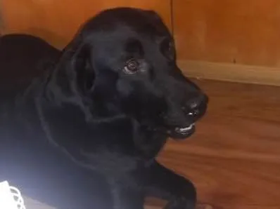 Cachorro ra a Labrador idade 2 anos nome Téo( Labrador)