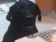 Téo( Labrador)