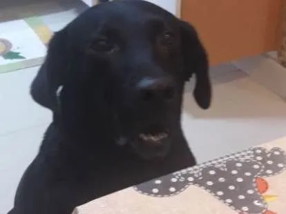 Cachorro ra a Labrador idade 2 anos nome Téo( Labrador)
